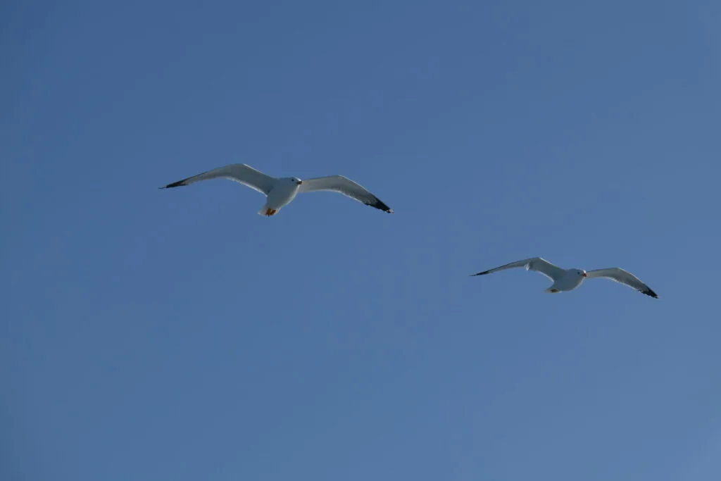 Two seagulls flying in formation against clear blue sky