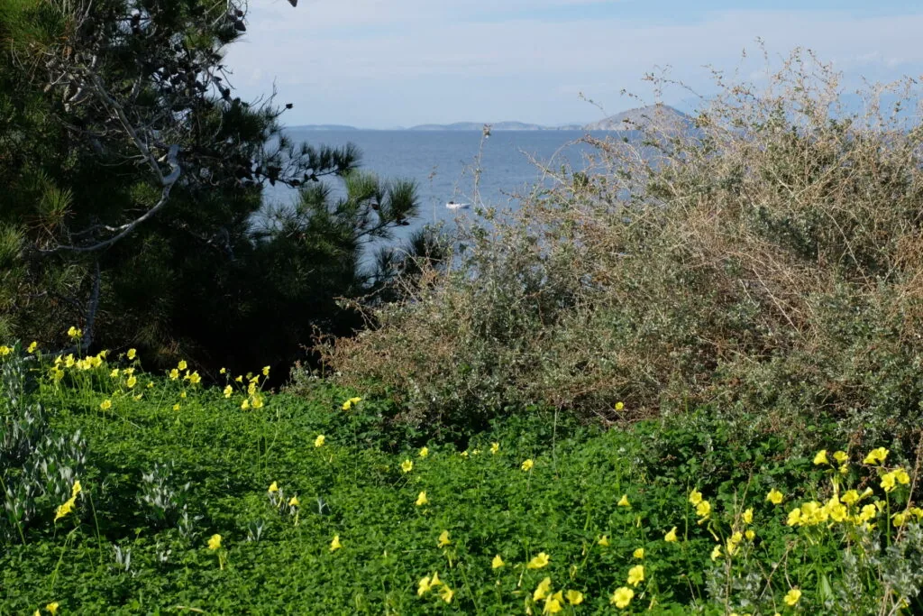 Hillside landscape with yellow wildflowers, green vegetation, olive trees, and distant mountains under blue sky