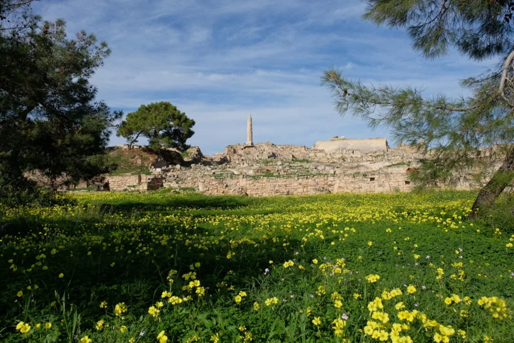Yellow wildflowers in green field with ancient stone ruins and minaret visible on hilltop beyond