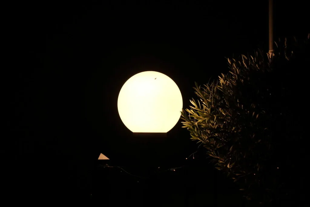 Full moon rising above silhouetted dried vegetation against dark night sky