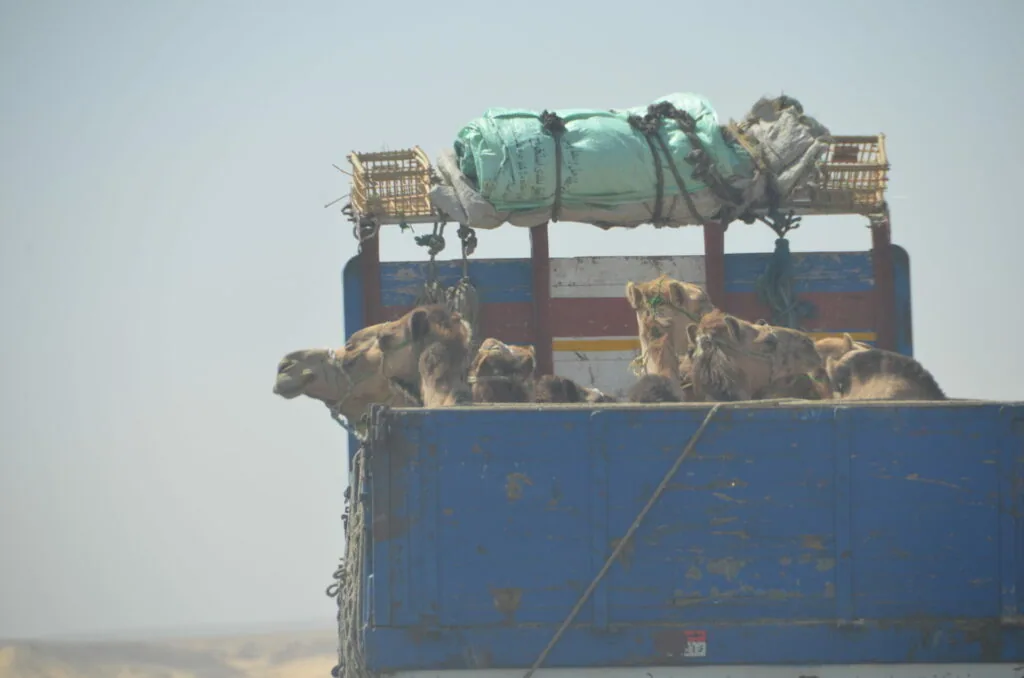 Camels loaded in blue truck bed with cargo and baskets secured on top in desert landscape