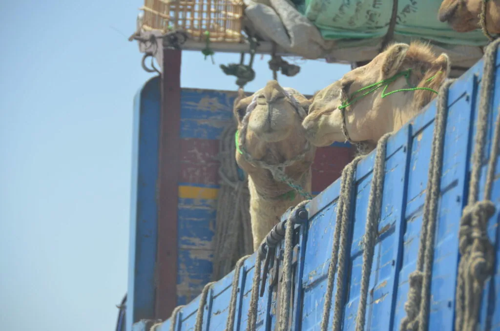 Camel looking over the side of a blue transport truck or cart with rope railings