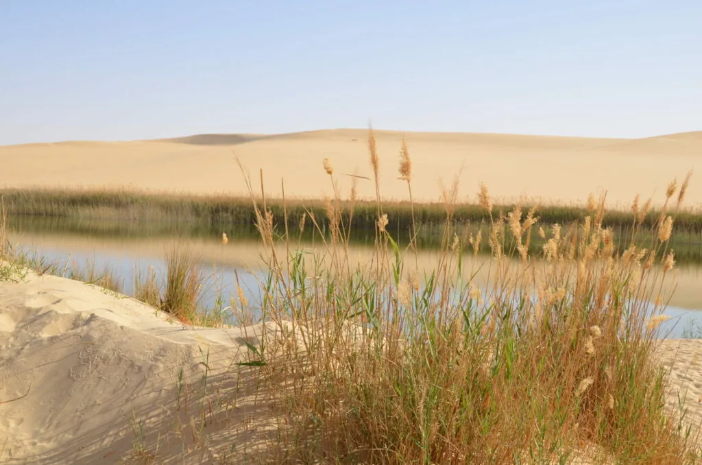 Reeds and marsh vegetation along a waterway with sand dunes in the background under clear sky