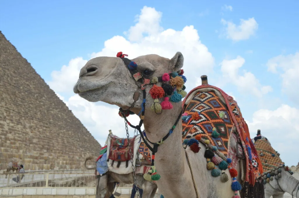 Decorated camel with colorful tassels and woven blanket standing near ancient stone pyramid