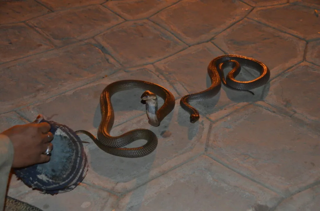 Cobra snake with orange and black markings on terracotta tile floor next to person holding basket