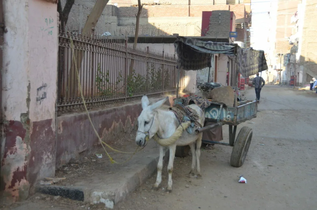 Donkey cart loaded with goods on a narrow street in a dense urban neighborhood with weathered buildings