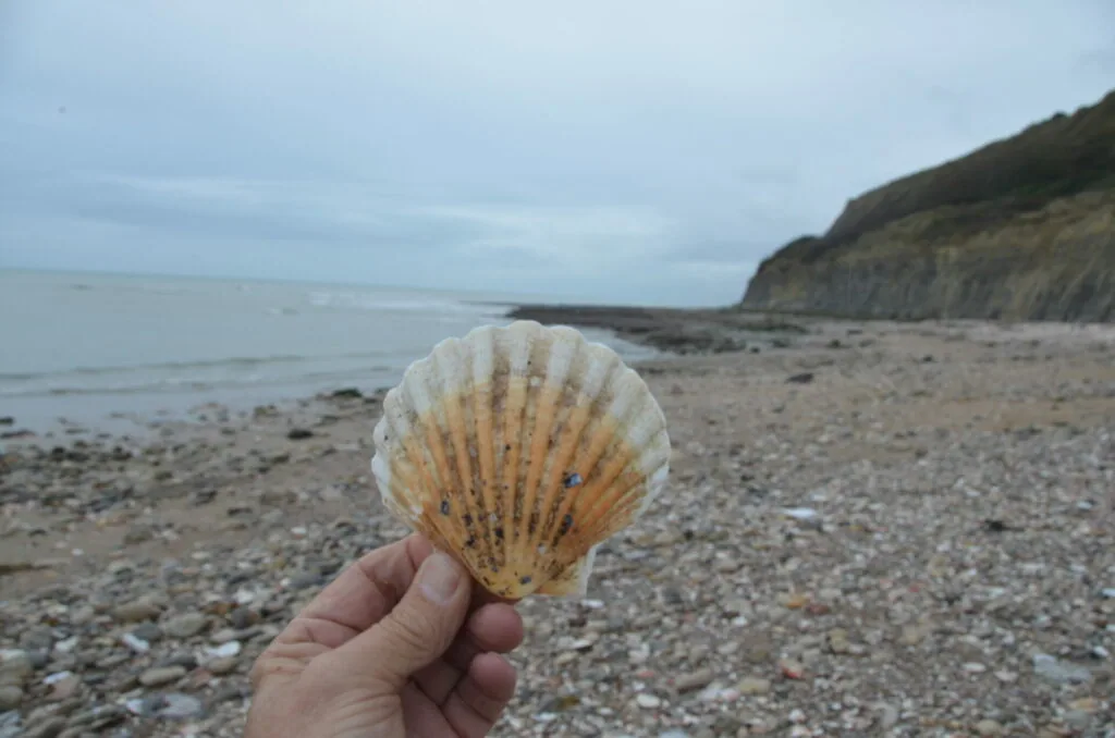 Hand holding a scallop shell on a pebbly beach with cliffs and calm sea in background