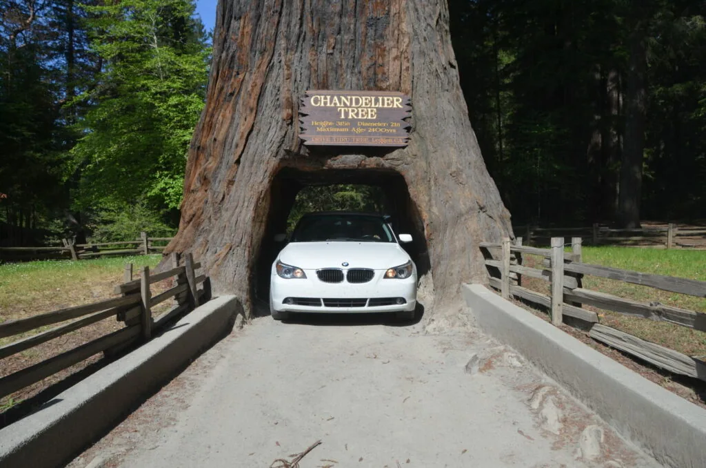 White BMW car driving through tunnel carved through massive Chandelier Tree redwood, wooden fences lining both sides of road
