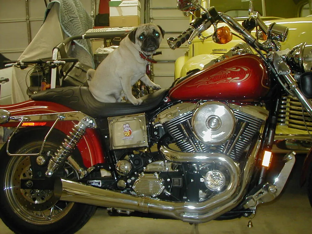 White and black dog sitting on red motorcycle with chrome details in garage