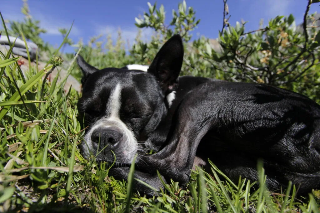 Black and white dog lying in grass with shrubs and blue sky in background