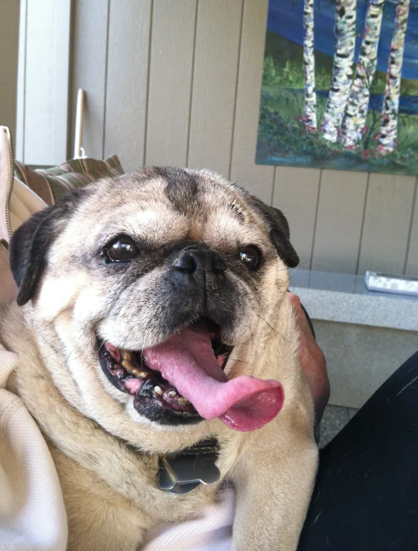 Pug with tongue out smiling at camera indoors