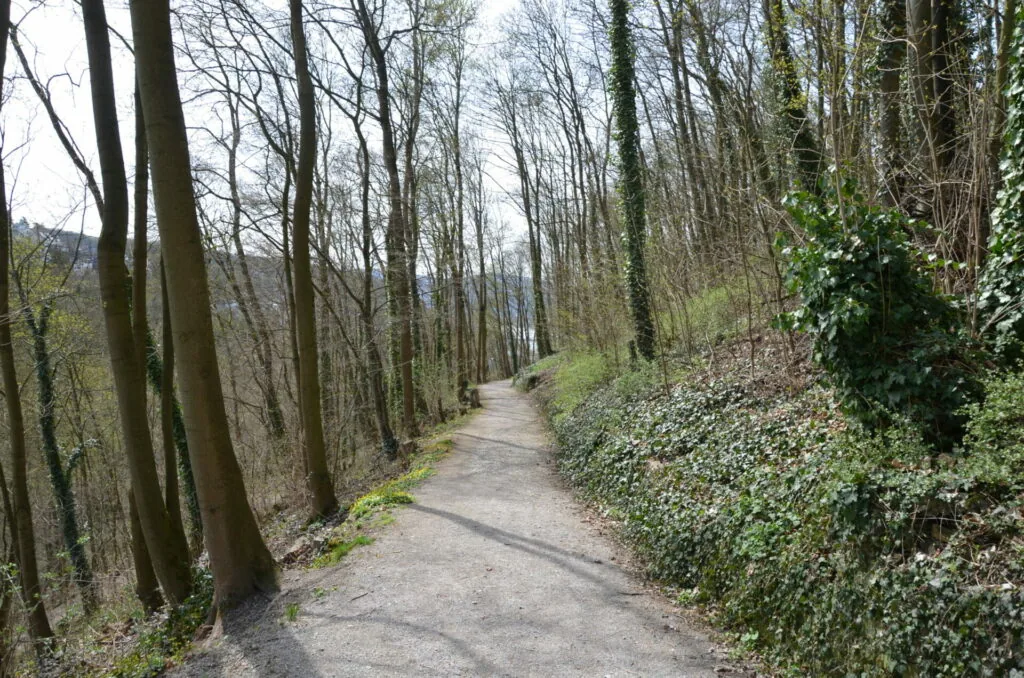 Tree-lined forest path with bare branches and evergreen ivy covering the right embankment