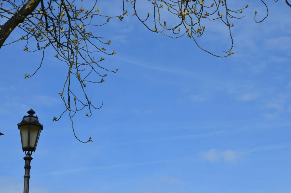 Ornate street lamp beneath curving tree branches with seed pods against blue sky