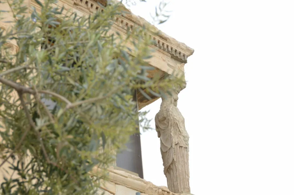 Stone carved column with draped fabric detail on classical building facade, olive tree branches in foreground