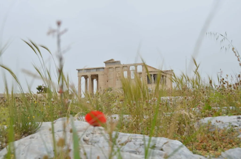 Red poppy flower in foreground with ancient Greek ruins featuring columns in background among overgrown vegetation