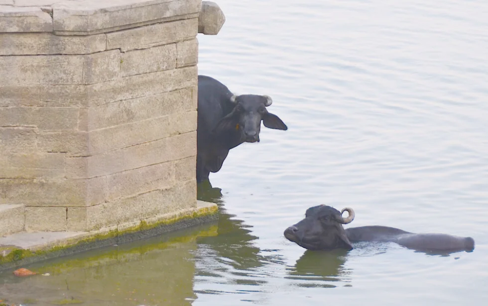 Two seals in water next to a concrete pier structure covered with algae