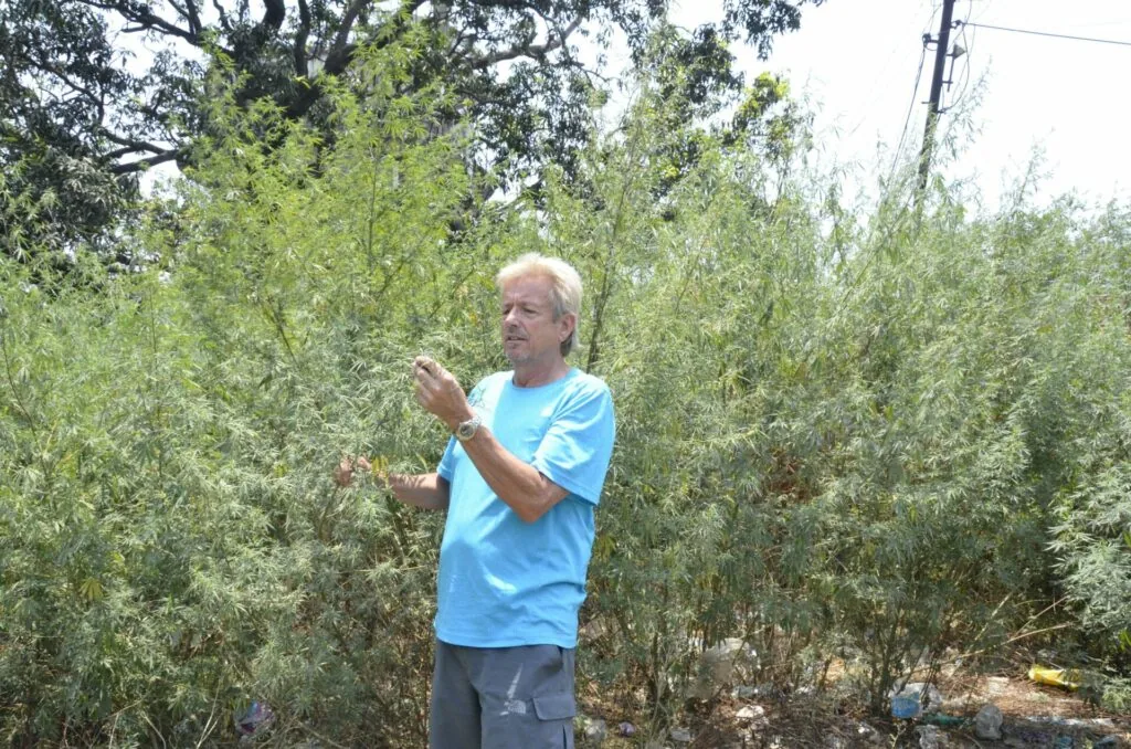 Man in blue shirt examining tall green plants in agricultural field