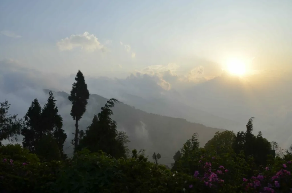 Misty mountain landscape with tall cypress trees and purple flowering plants in foreground at sunrise