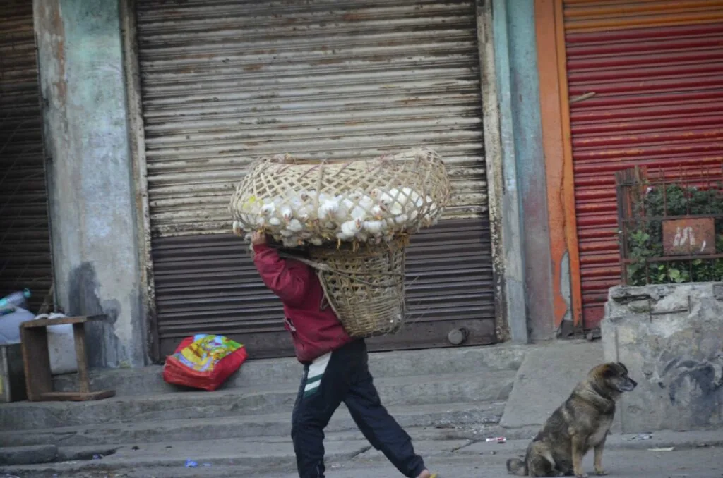 Person carrying large woven basket on head walking past shuttered storefronts with dog nearby