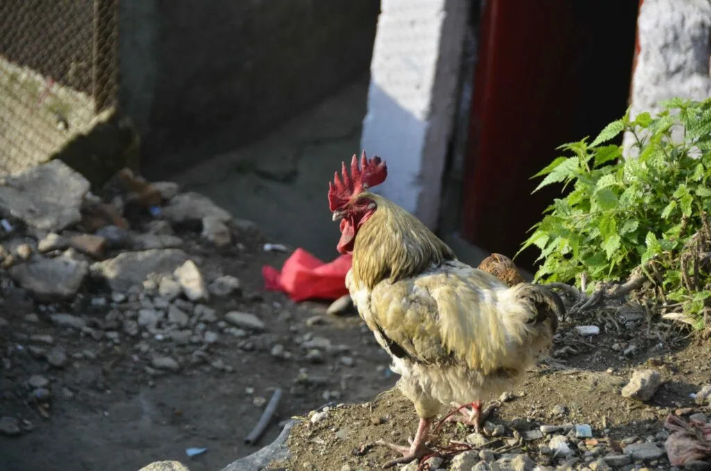 Rooster with red comb and cream-colored plumage standing in dirt area near vegetation and structures