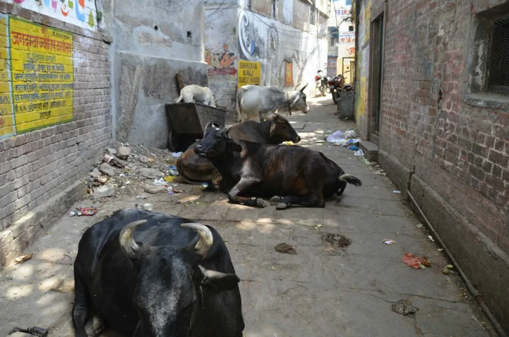 Goats and cattle resting in a narrow brick alleyway in an Indian village street