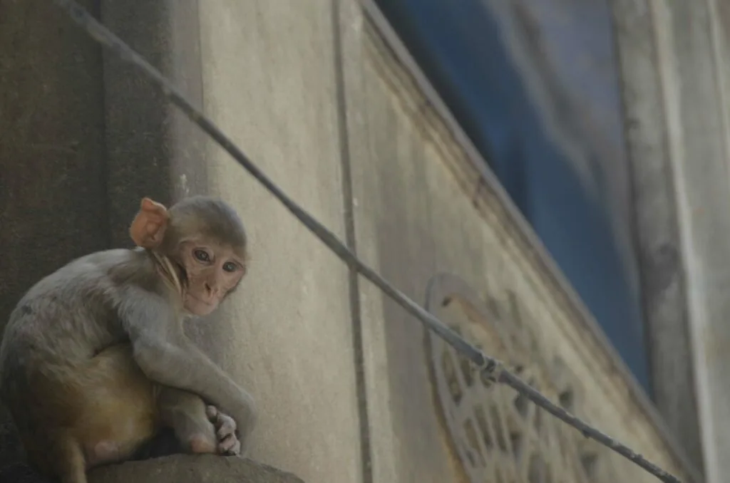 Young monkey perched on a concrete ledge against a white wall with a power line visible