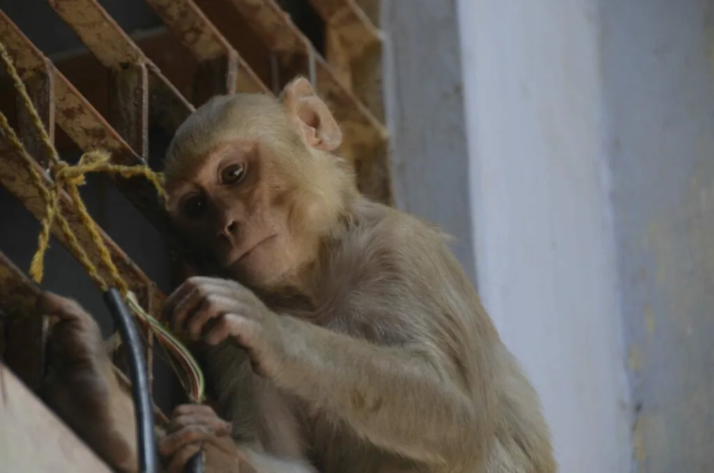 Young pale-furred monkey holding a rope, looking toward camera against white and brown background