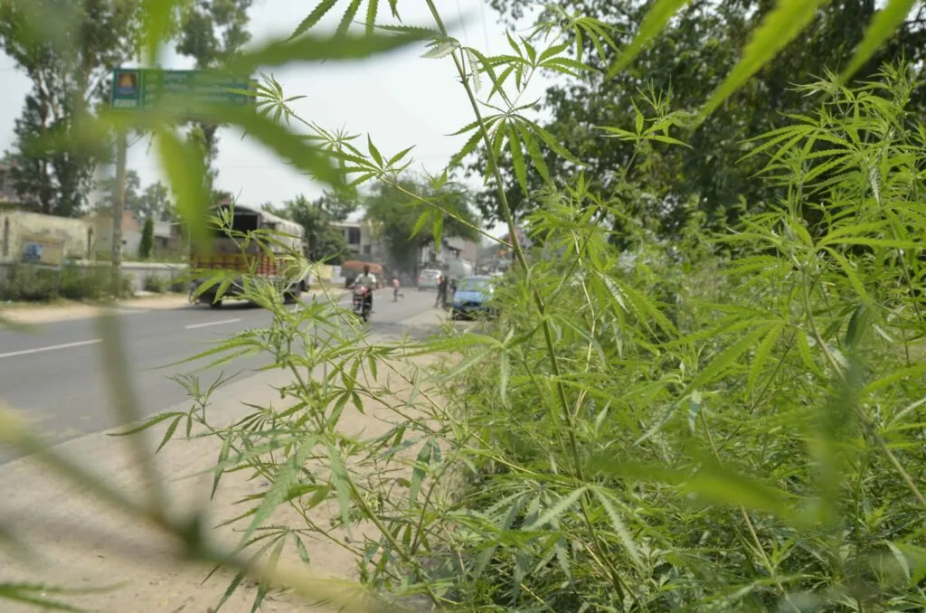 Dense green foliage in foreground with blurred street scene, buildings, and people visible in background