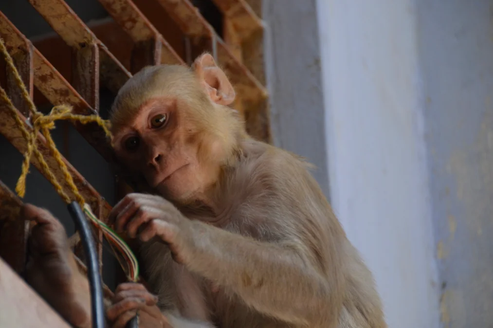 Young pale-colored primate holding rope, looking toward camera against blurred background