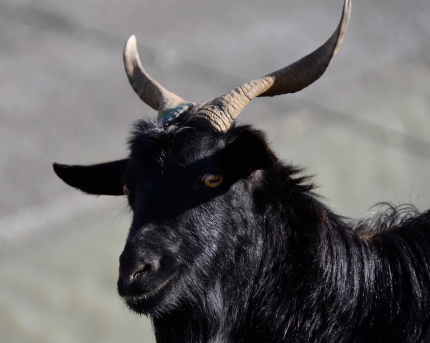 Black goat with curved horns and amber eyes looking toward camera