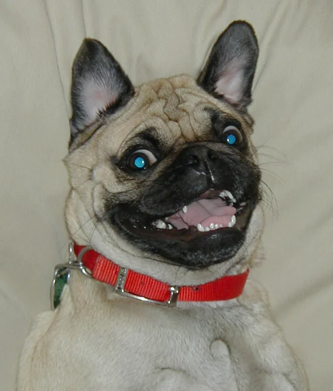 Fawn and black French Bulldog with blue eyes wearing red collar, smiling with mouth open against cream background