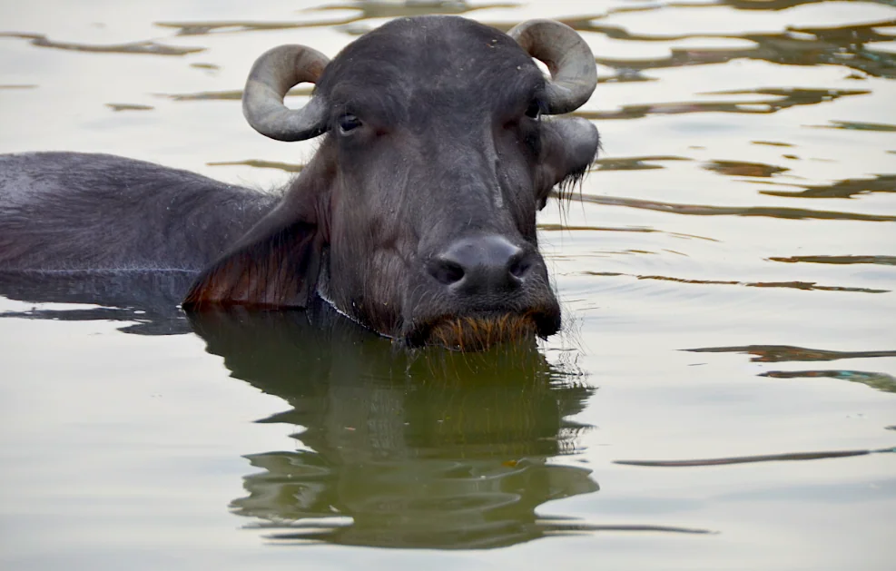 Water buffalo with curved horns swimming in murky water