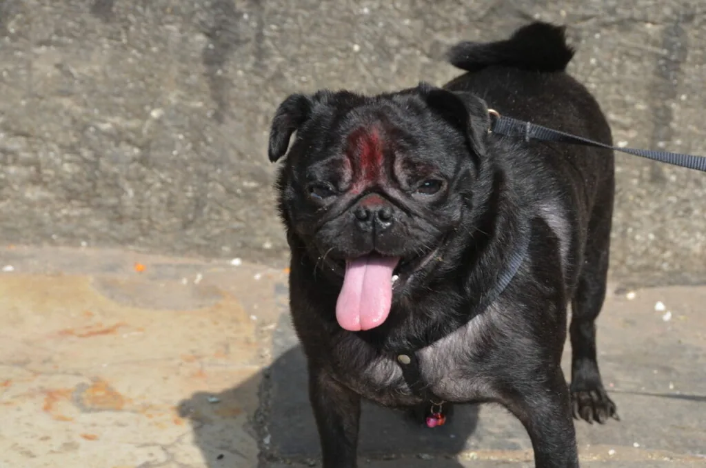 Black pug with pink tongue out wearing leash standing on concrete surface