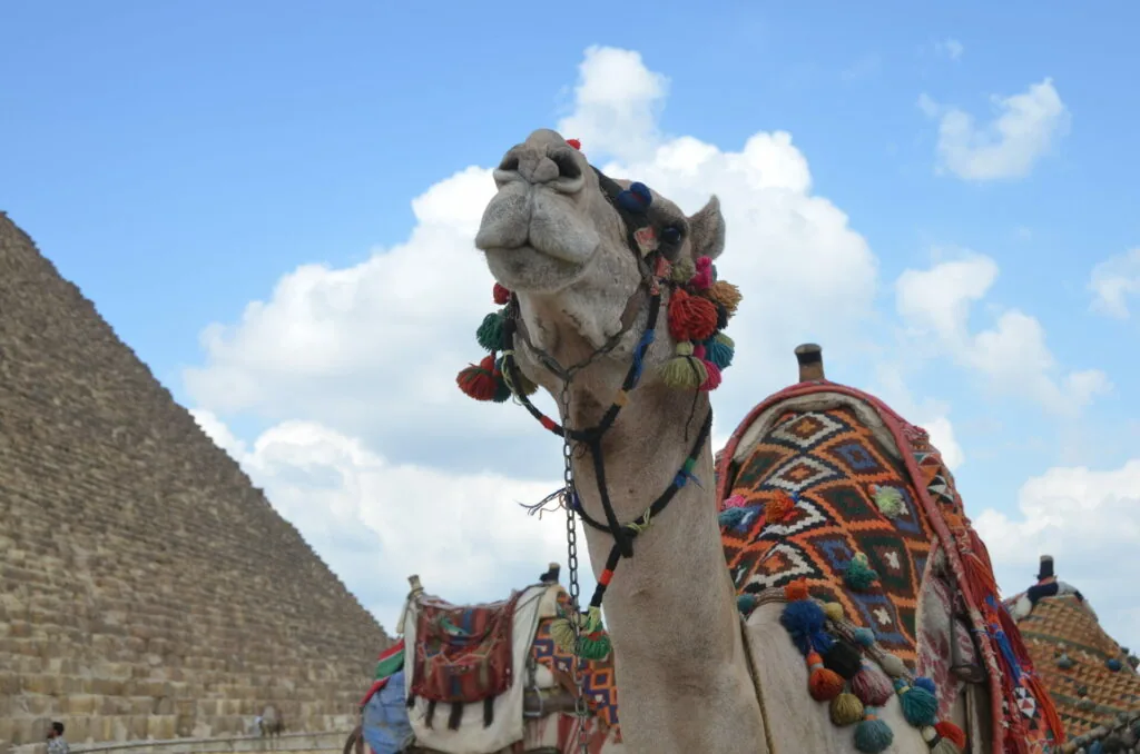 Decorated camel with colorful tassels and ornate saddle blanket in front of pyramids under blue sky