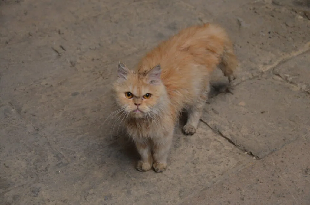 Orange and white long-haired cat standing on concrete ground looking at camera