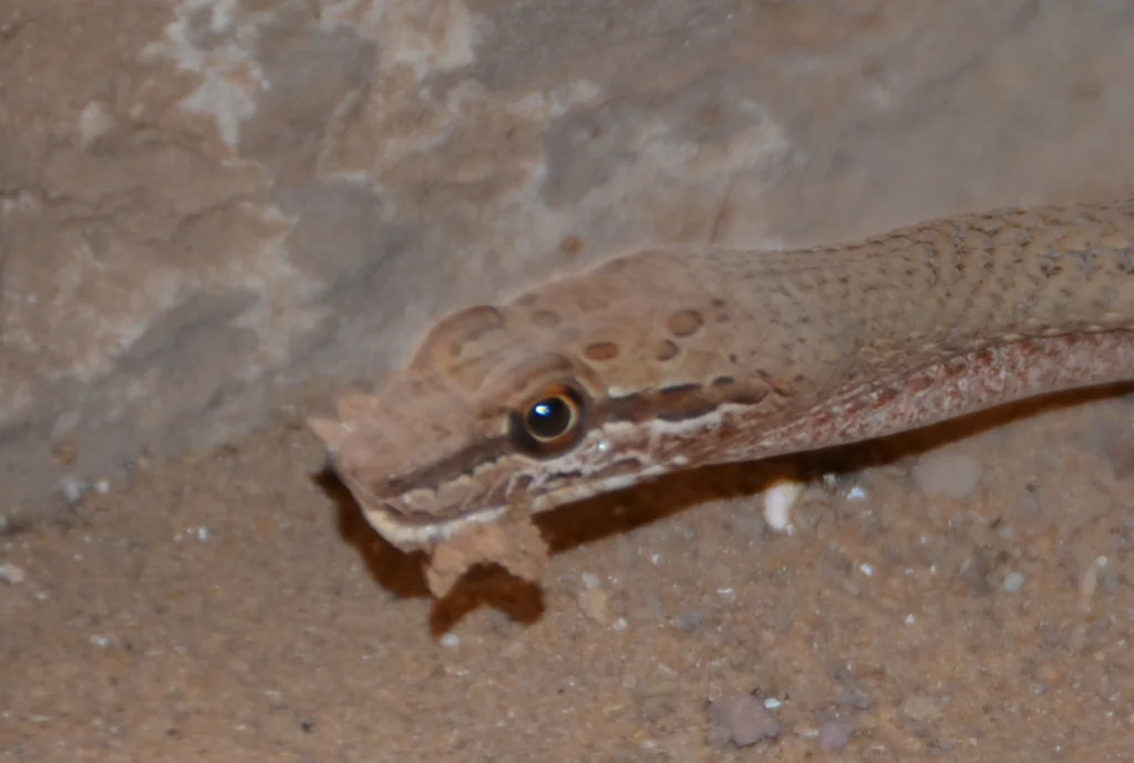 Small lizard with tan and brown coloring resting on sandy ground