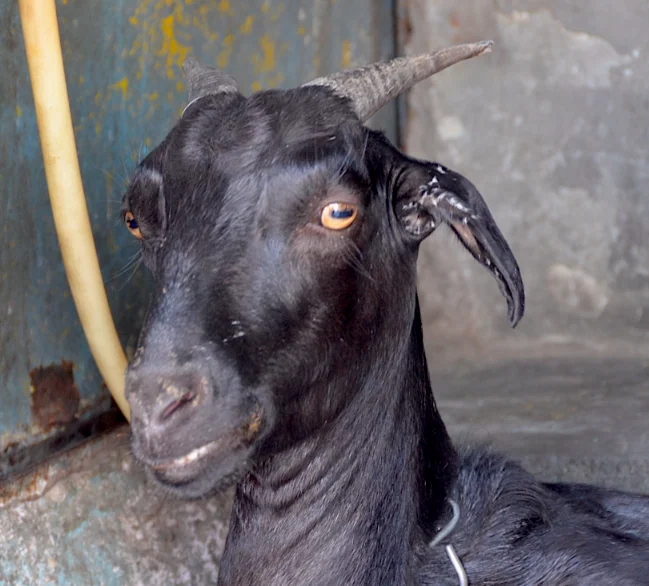Black goat with curved horns and amber eyes looking at camera