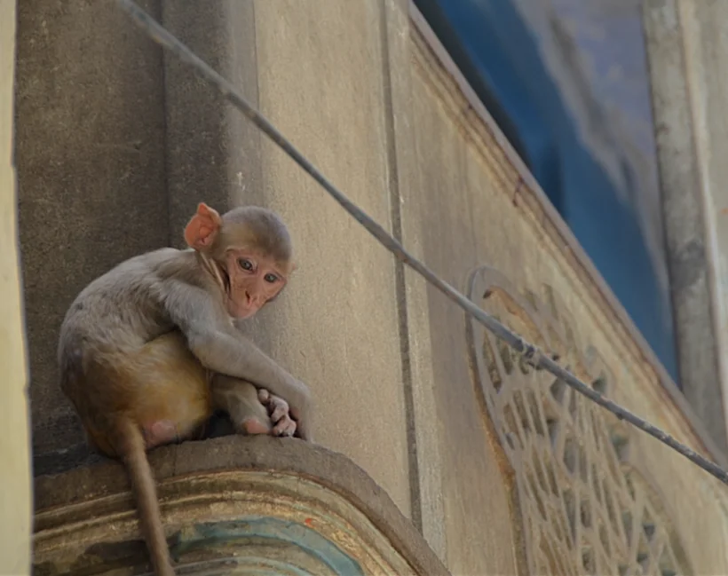 Young monkey with orange and white fur perched on decorative architectural molding against beige stone wall