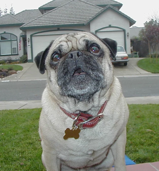 Pug with cream and black coloring wearing red collar and bone tag sitting on grass in front of house