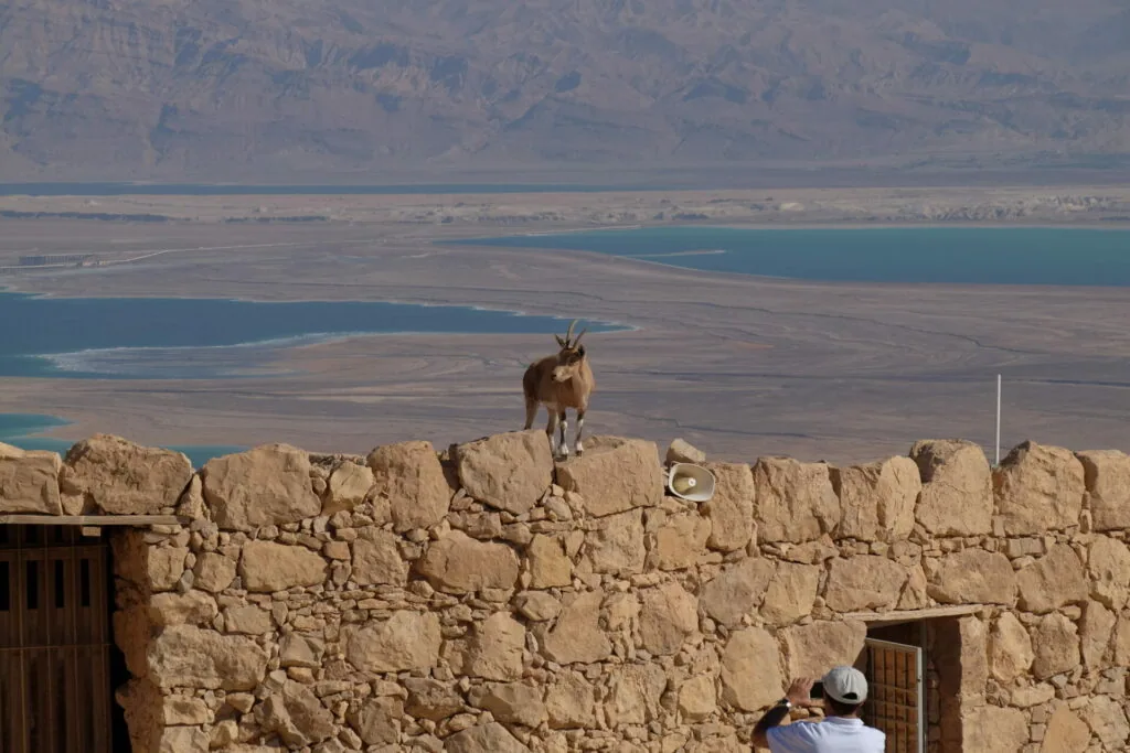 Goat standing on stone wall overlooking blue water and desert landscape with mountains in background