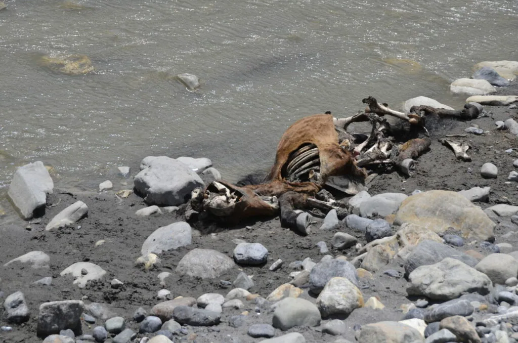 Animal skeletal remains on rocky riverbank with flowing water and scattered stones