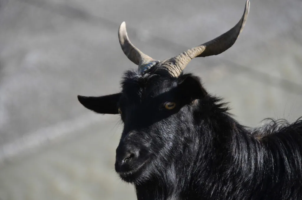 Black goat with long curved horns and beard looking toward camera