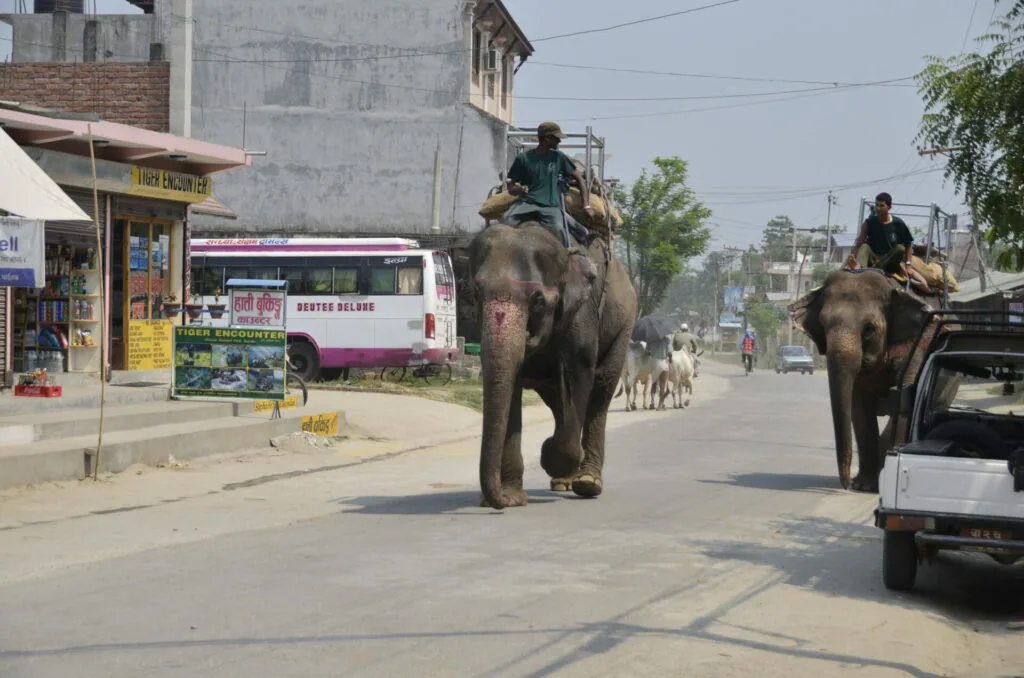 Two elephants with handlers walking down a street past shops and vehicles in an urban area