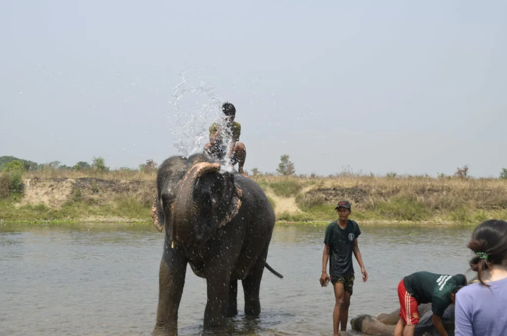 Elephant spraying water with person riding on back, handlers and visitors in river