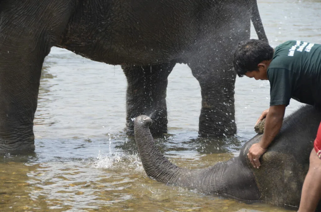 Person bathing young elephant in shallow water while adult elephant stands nearby