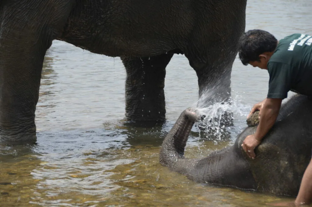 A person washes a young elephant in shallow water while an adult elephant stands nearby