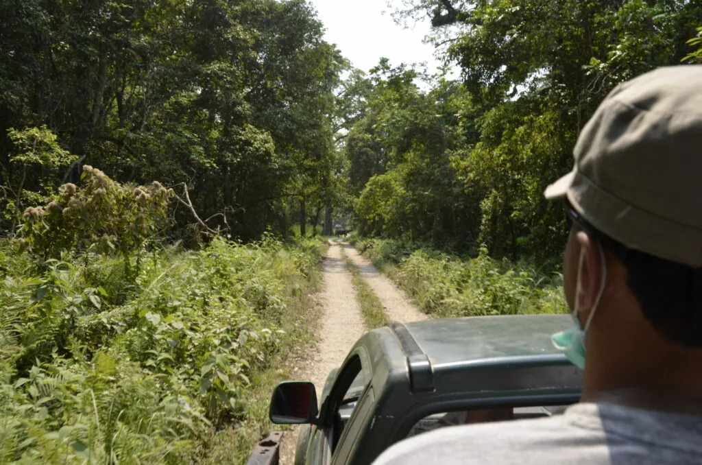 Person in cap on vehicle hood looking down overgrown dirt road through dense green forest