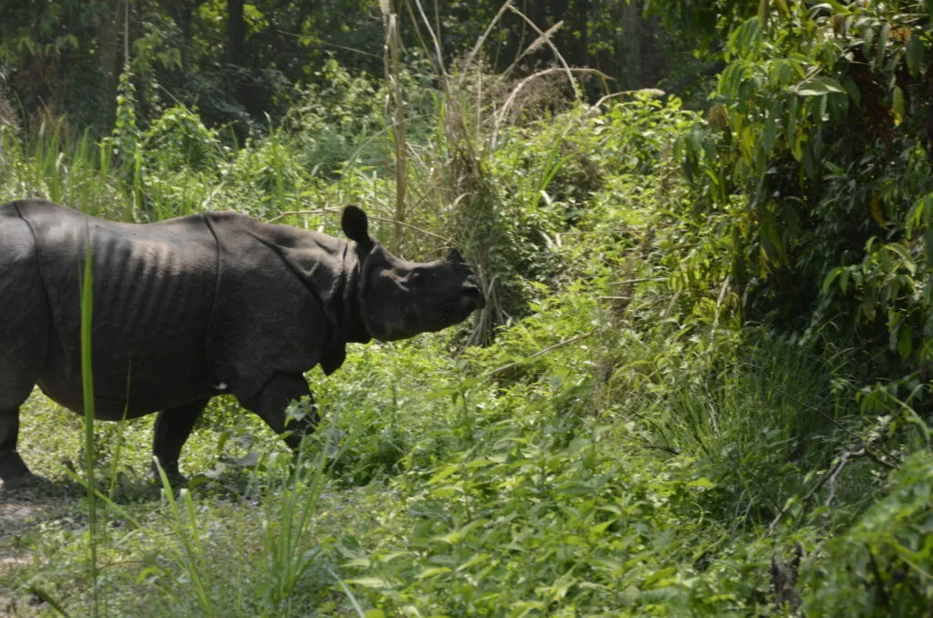Rhinoceros in dense green forest vegetation eating plants