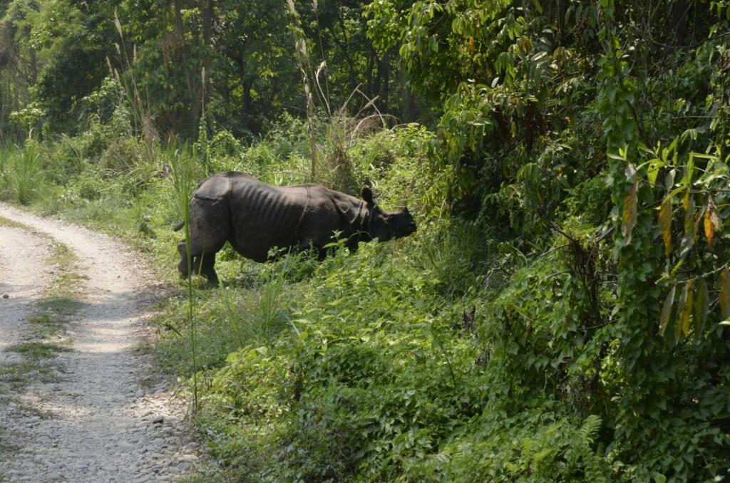 Rhinoceros walking along a dirt path surrounded by dense green vegetation and trees