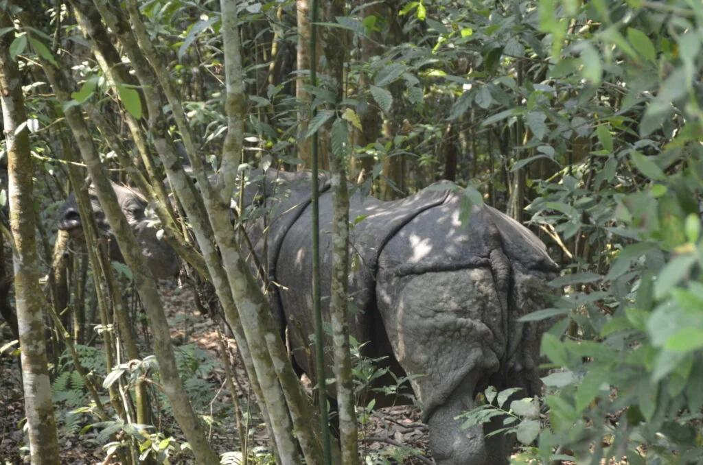 Rhinoceros walking through dense forest vegetation with green foliage surrounding it